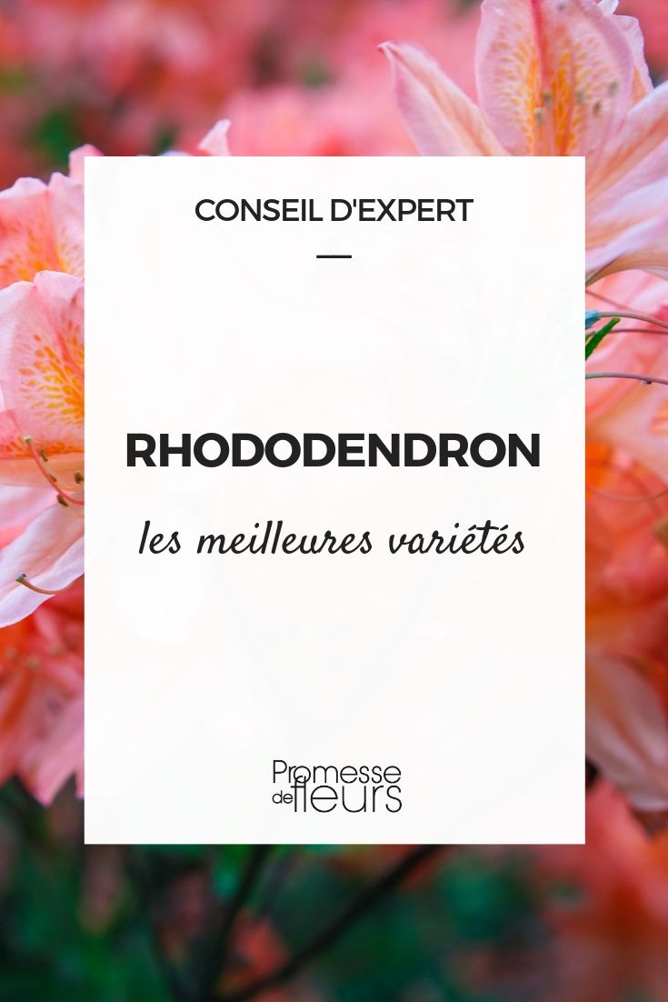 Os melhores rododendros