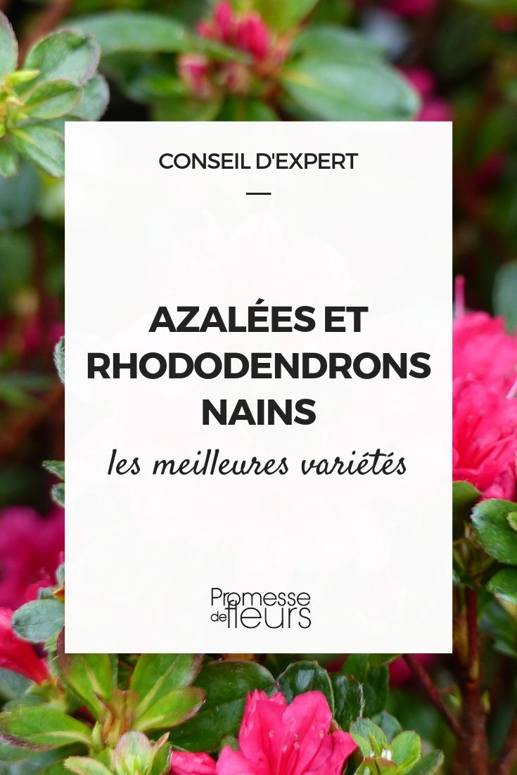 azáleas e rododendros anões: as melhores variedades