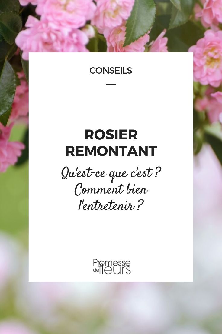 Roseira reflorente: definição, conselhos de cultura