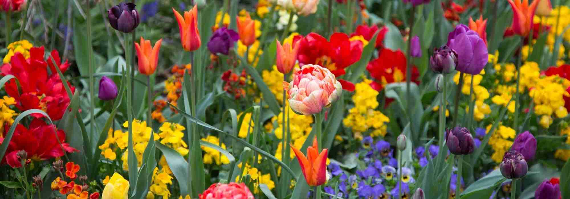 Tulipa: 7 belas ideias de associação