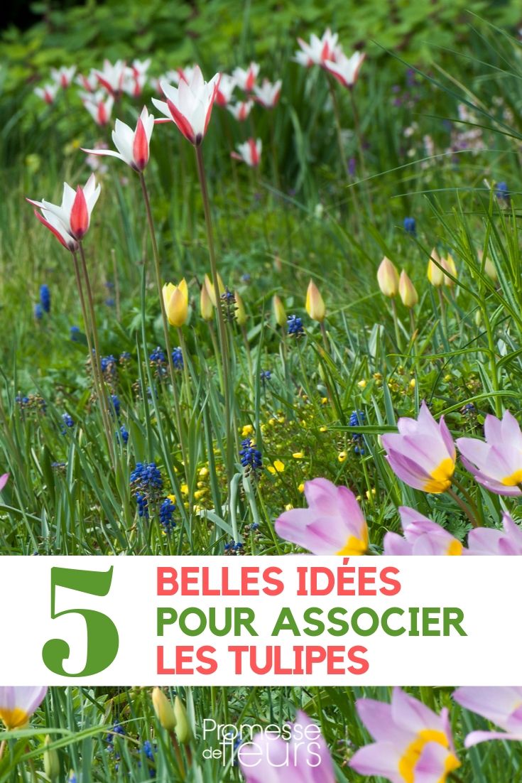 associar a tulipa ao jardim
