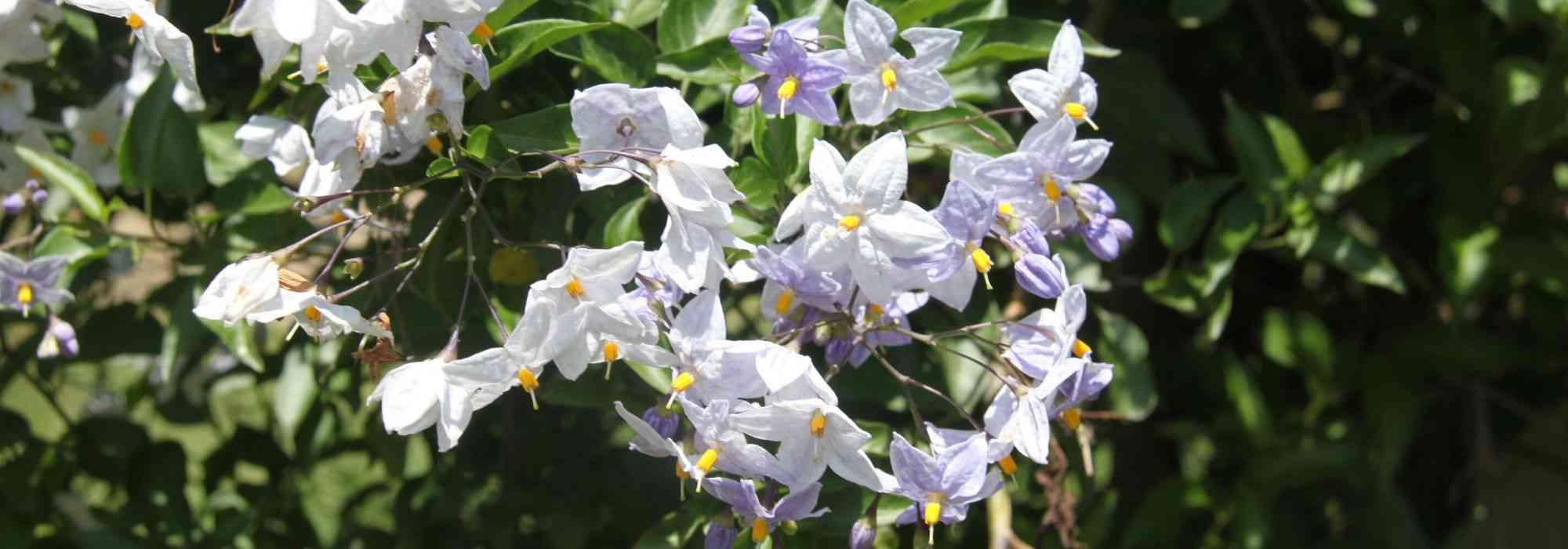 10 plantas trepadeiras para clima ameno
