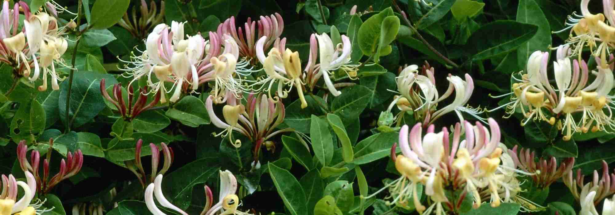 7 plantas trepadeiras persistentes para o seu jardim