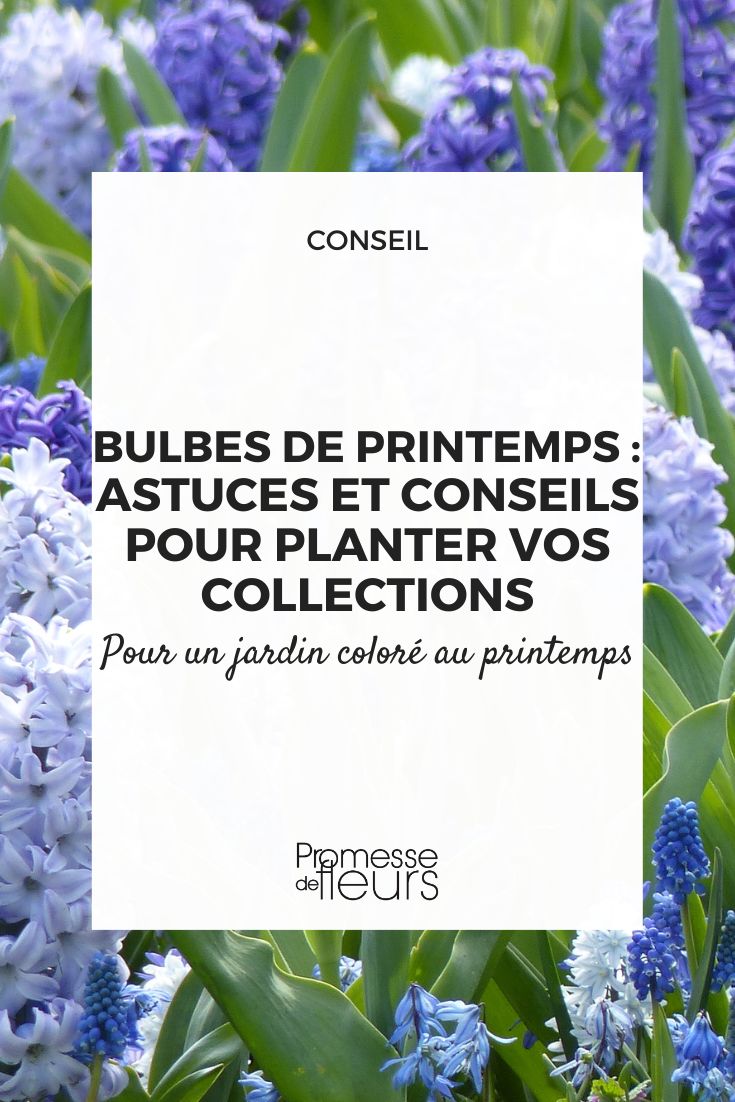 plantar coleções de bolbos na primavera
