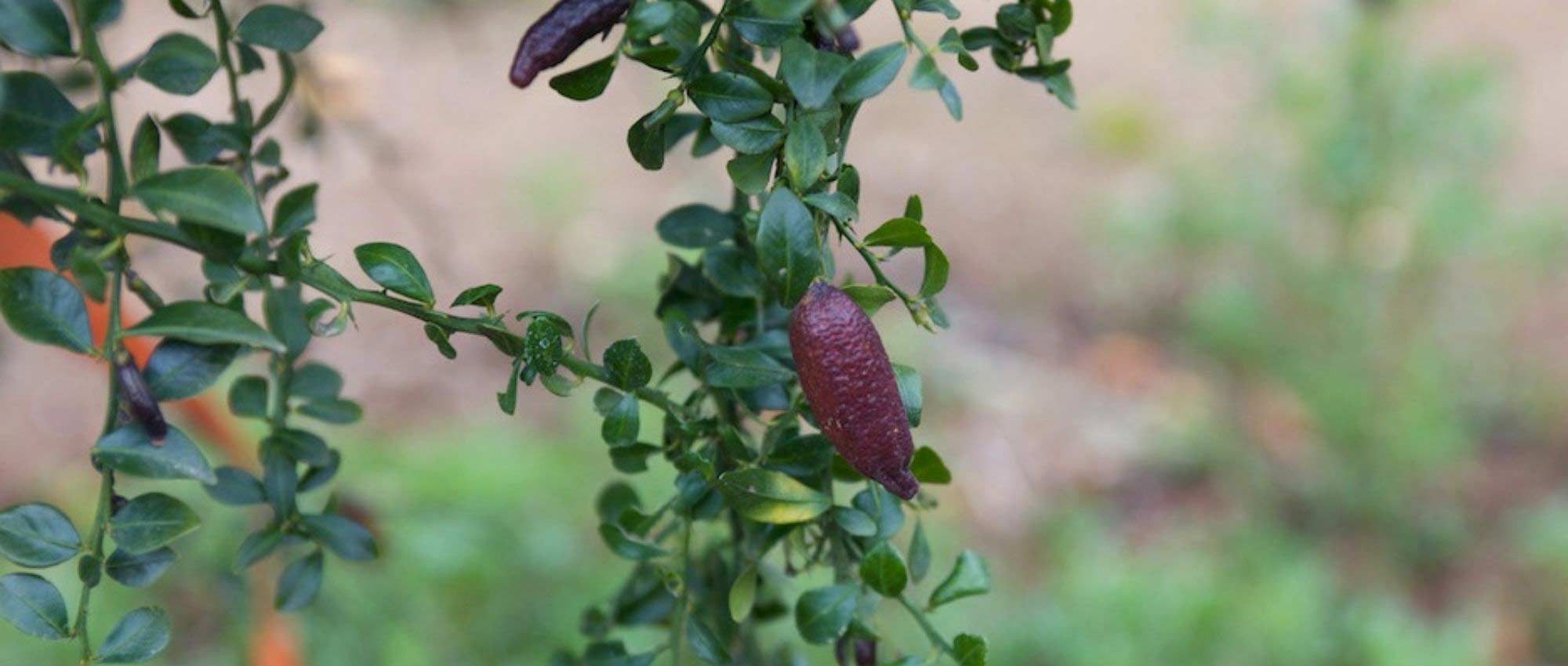 Caviar-cítrico: plantar, cultivar e colher