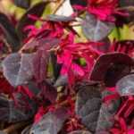 Flores vermelhas: 8 arbustos que não podem faltar no seu jardim