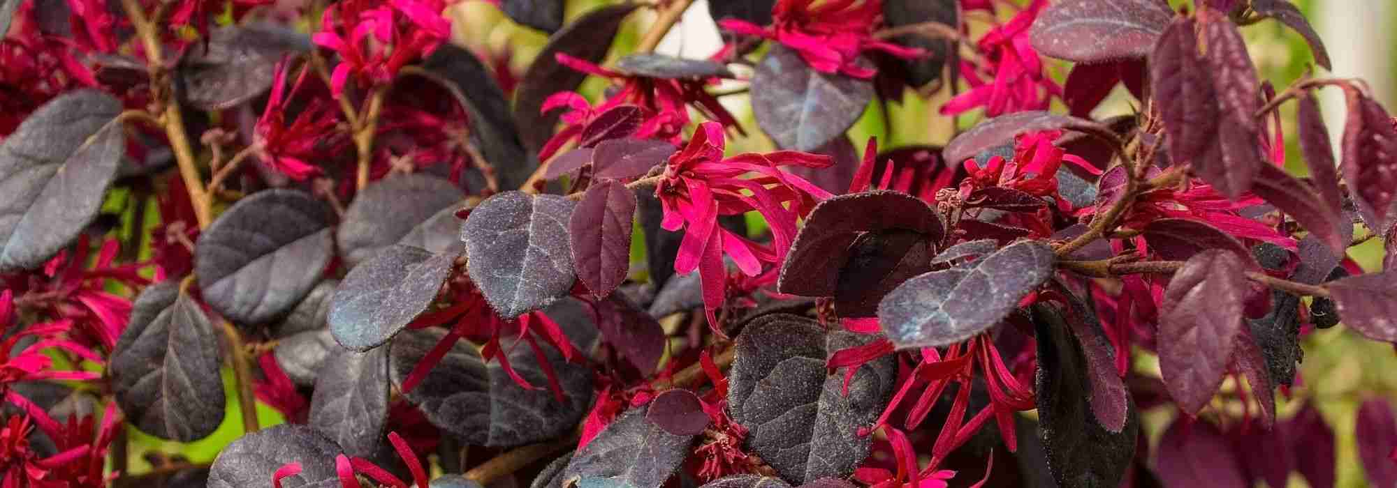 Flores vermelhas: 8 arbustos que não podem faltar no seu jardim