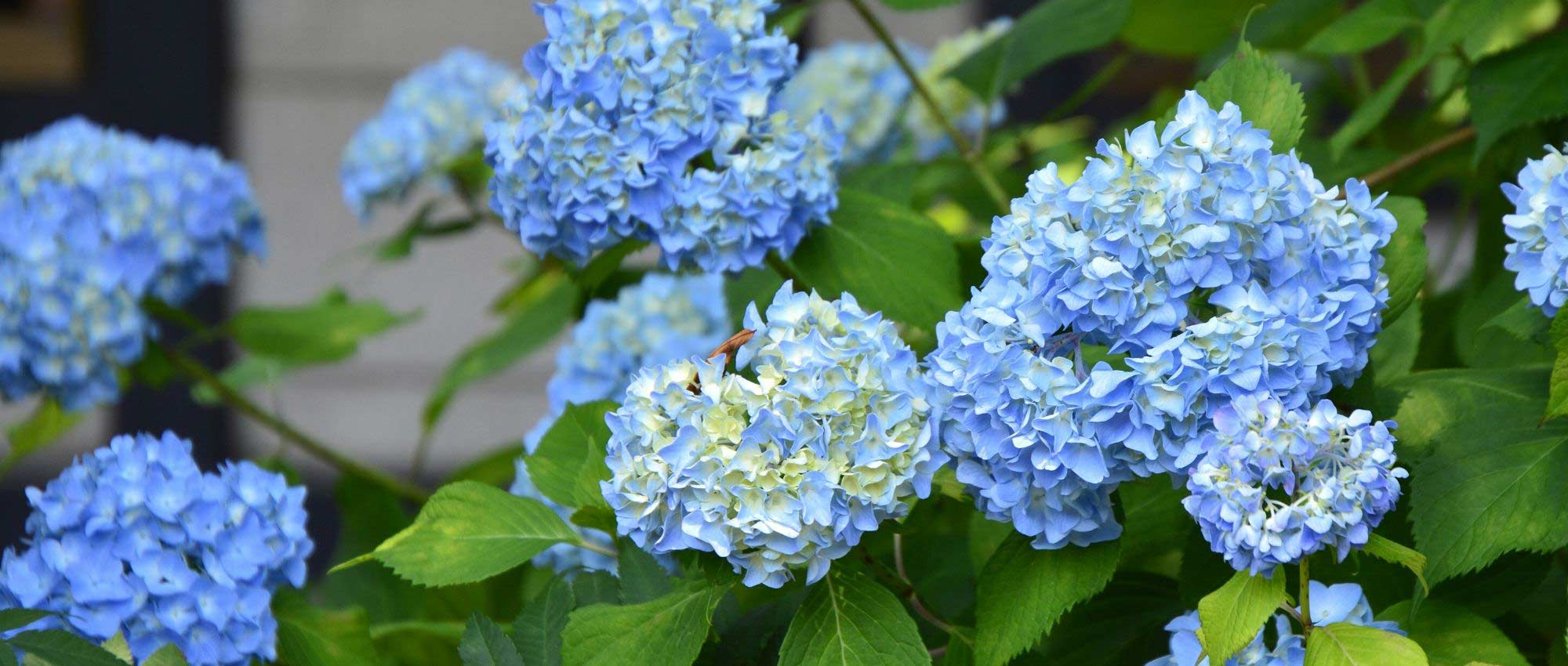 Como podar as hortênsias?