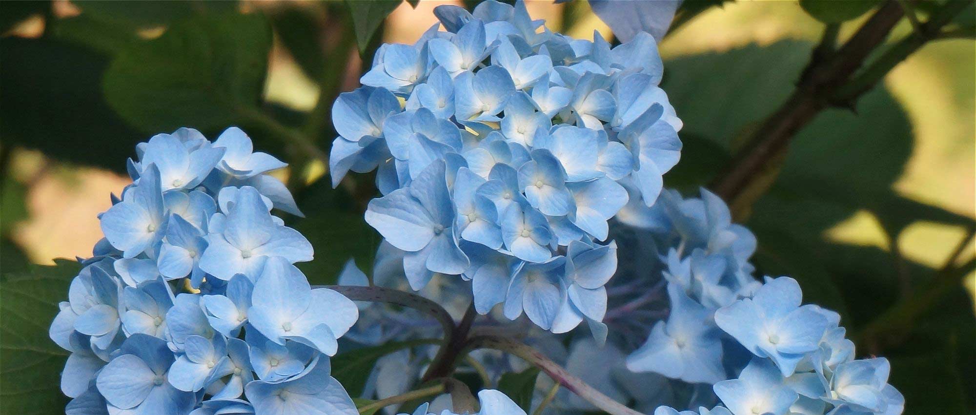 Quando podar as hortênsias?