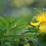Hipericão, Hypericum: qual a variedade a escolher?