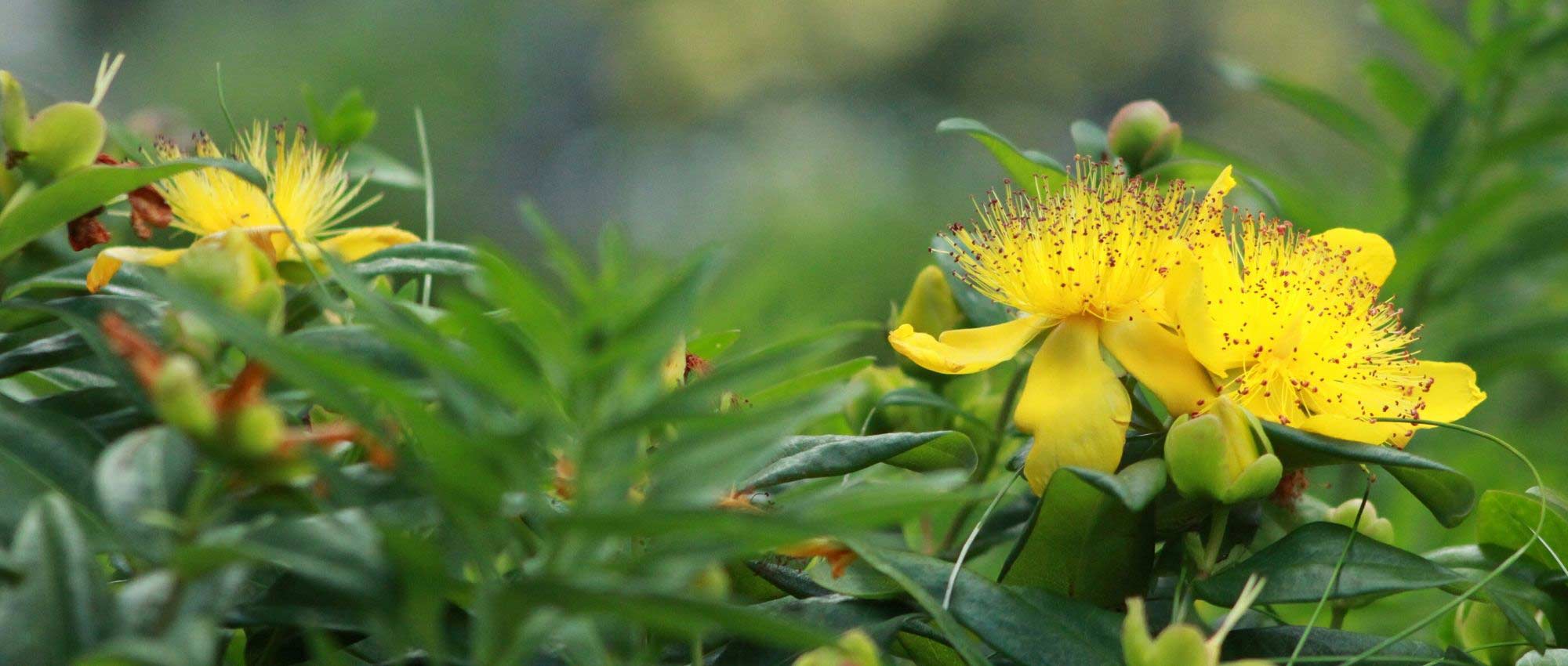 Hipericão, Hypericum: qual a variedade a escolher?