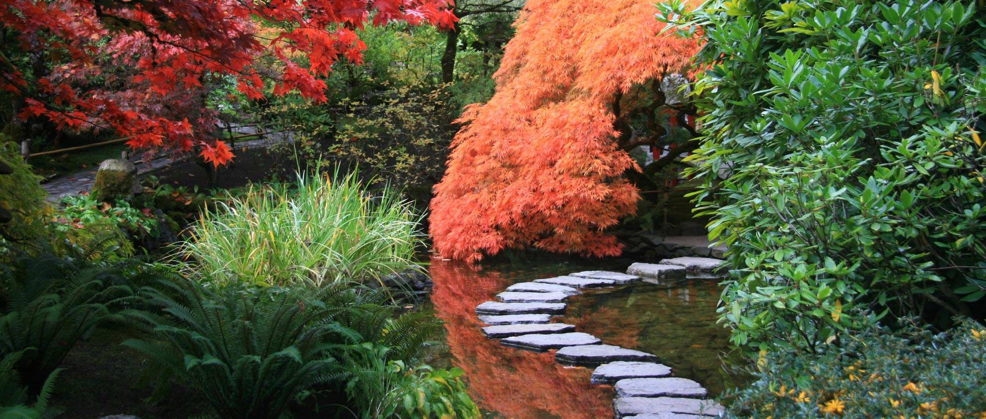 Jardim japonês: 10 plantas perenes emblemáticas