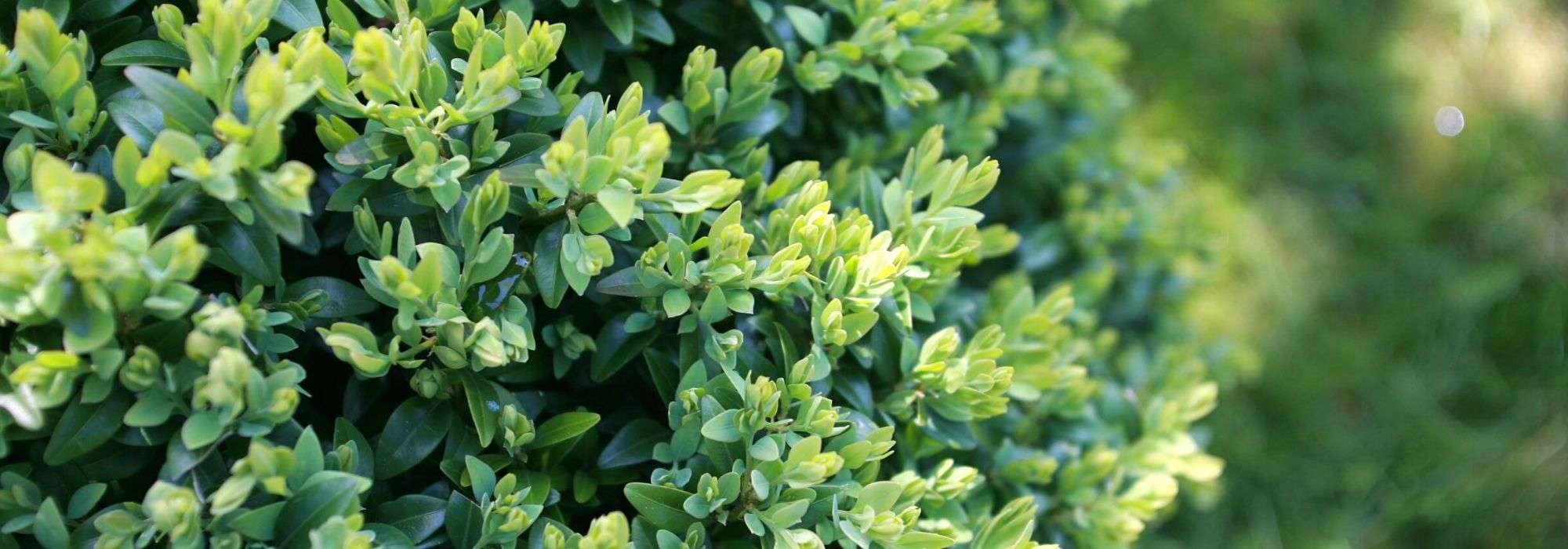 Buxo: plantação, poda, manutenção
