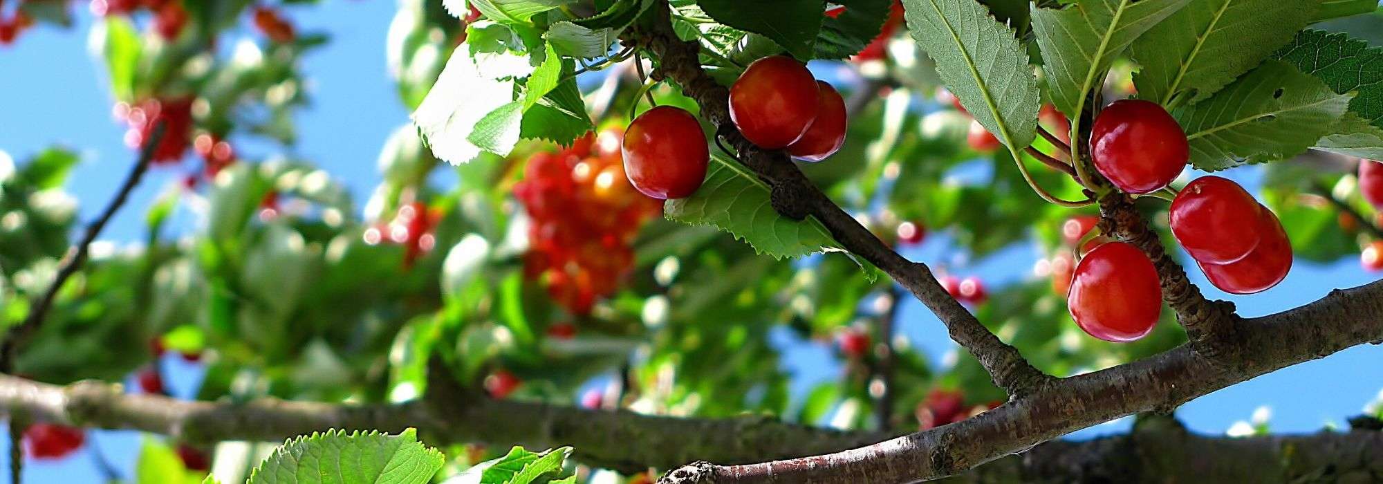Cerejeira: plantação, poda, manutenção