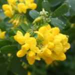 Coronilha, Coronilla : plantação, cultura, manutenção