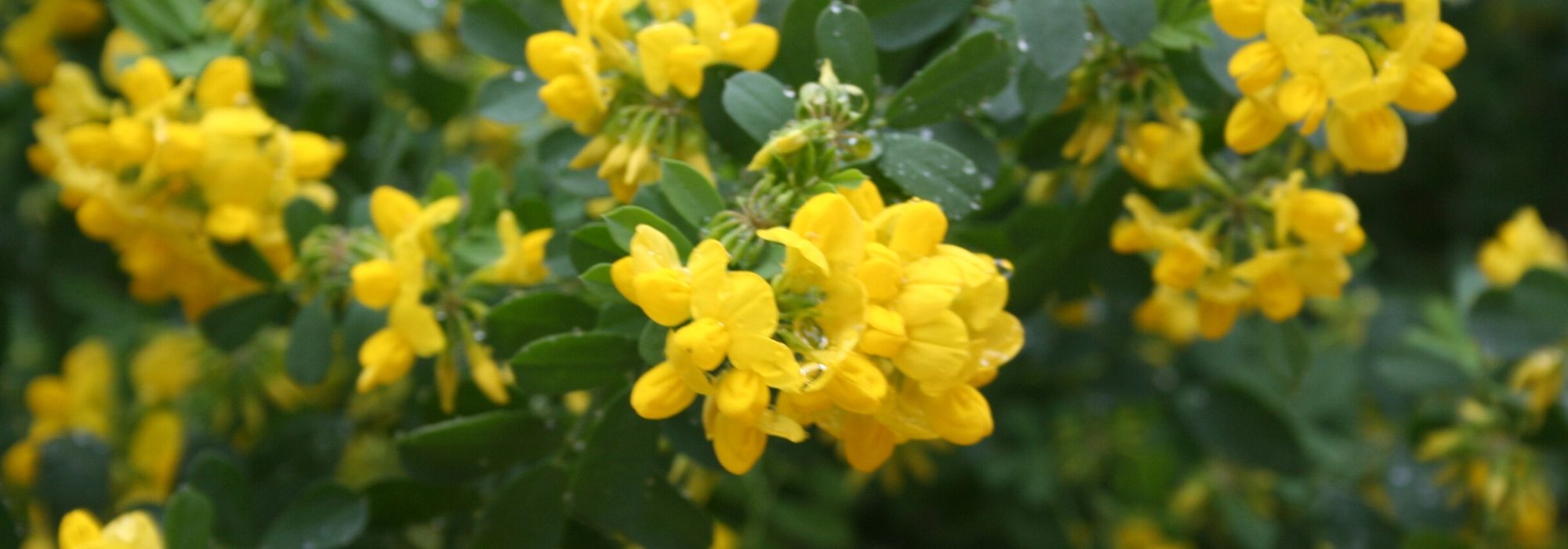 Coronilha, Coronilla : plantação, cultura, manutenção