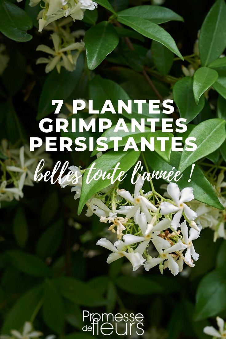 planta trepadeira persistente
