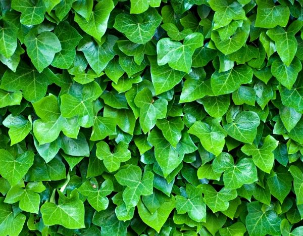 5 ideias feitas sobre a hera