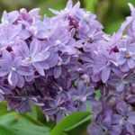 Poda do lilás ou Syringa: quando e como podar corretamente o seu arbusto?
