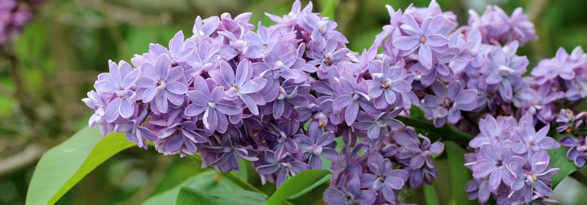 Poda do lilás ou Syringa: quando e como podar corretamente o seu arbusto?