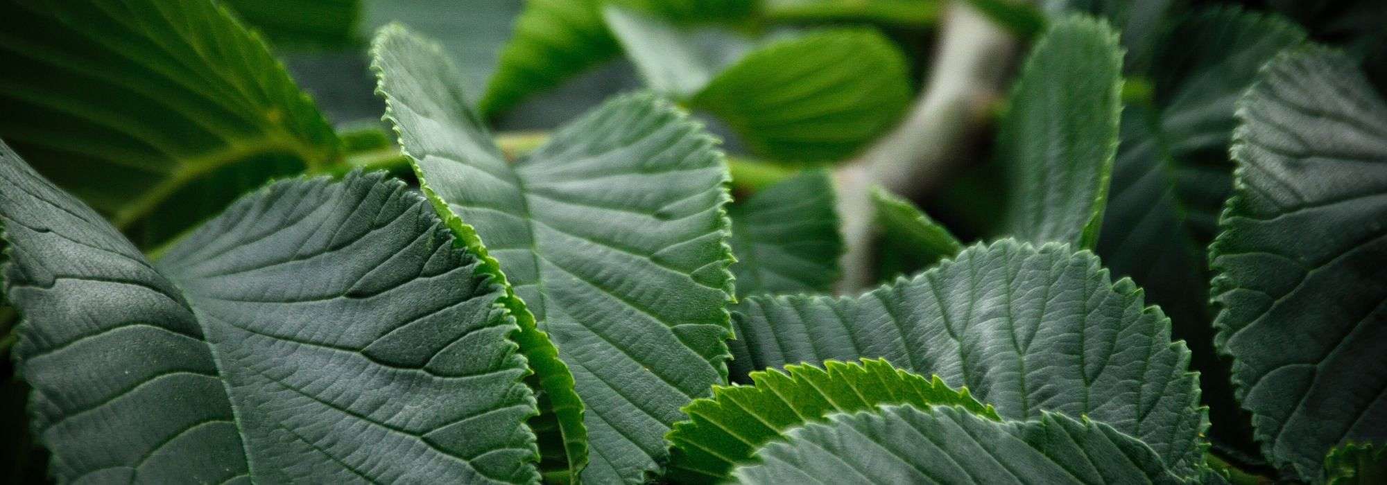 Ulmeiro, Ulmus: plantar, podar e cuidar
