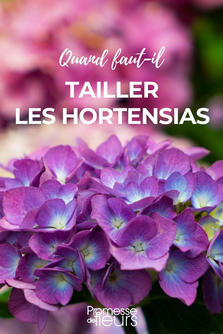 Quando podar a hortênsia
