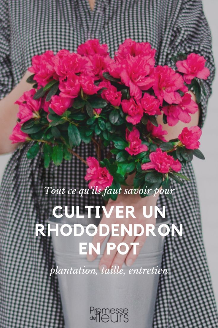Rododendro em vaso: conselhos de cultivo
