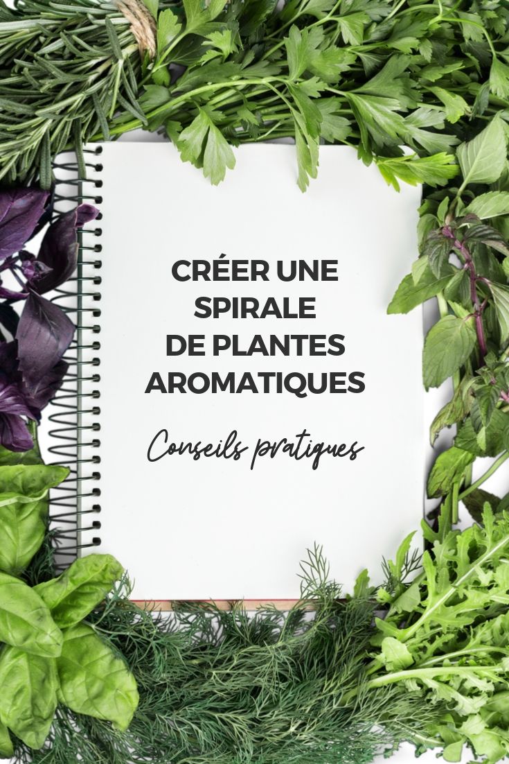 Espirais de plantas aromáticas: conselhos práticos