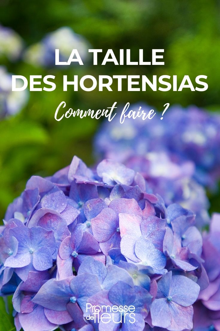 Podar a hortênsia: como fazer