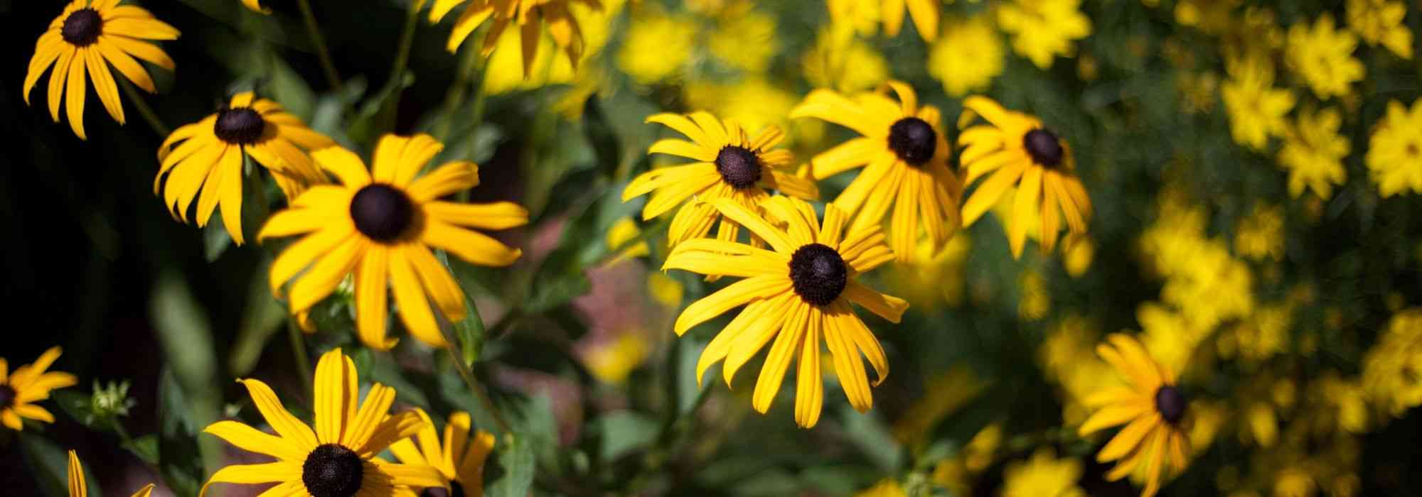 10 plantas perenes de flores amarelas para adotar no jardim