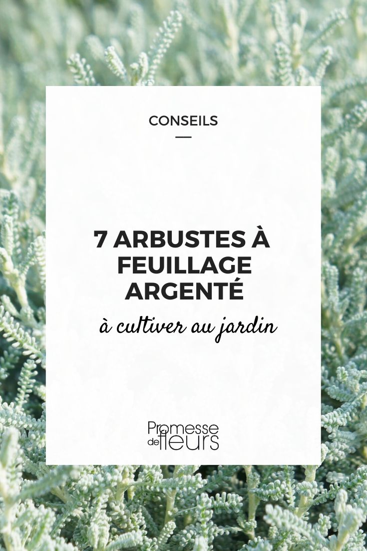 arbustos de folhas prateadas