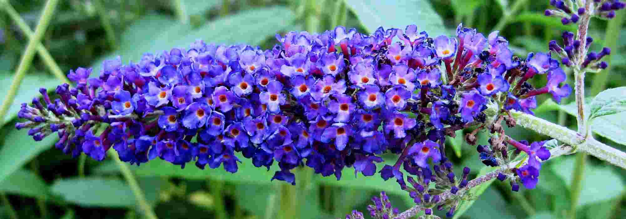 8 arbustos de flores azuis que não podem faltar no jardim