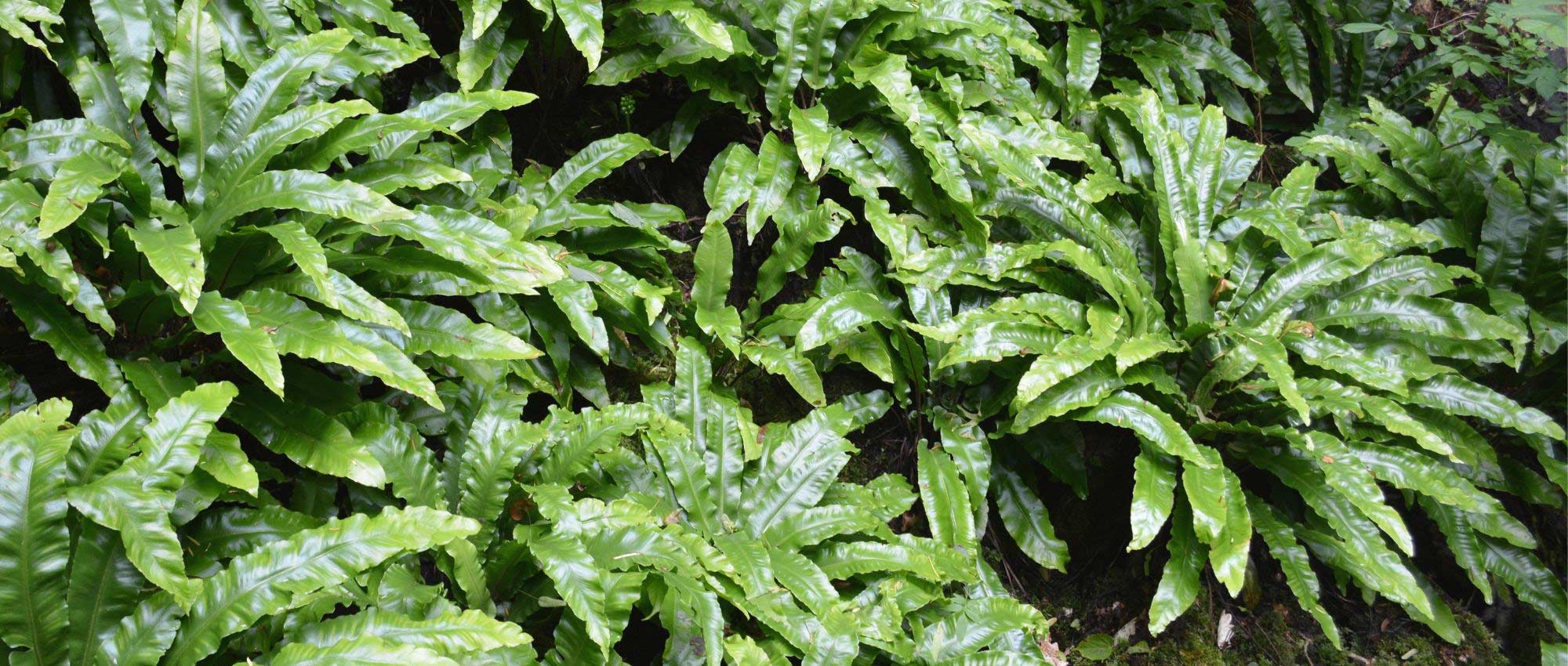 A asplénia: plantar, cultivar e cuidar