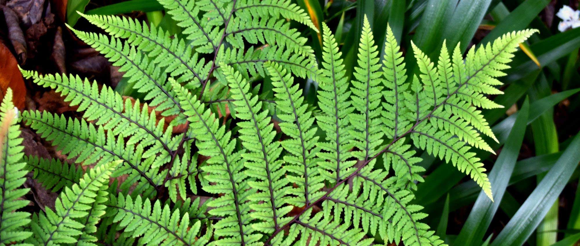 Feto-fêmea: plantar, cultivar e cuidar