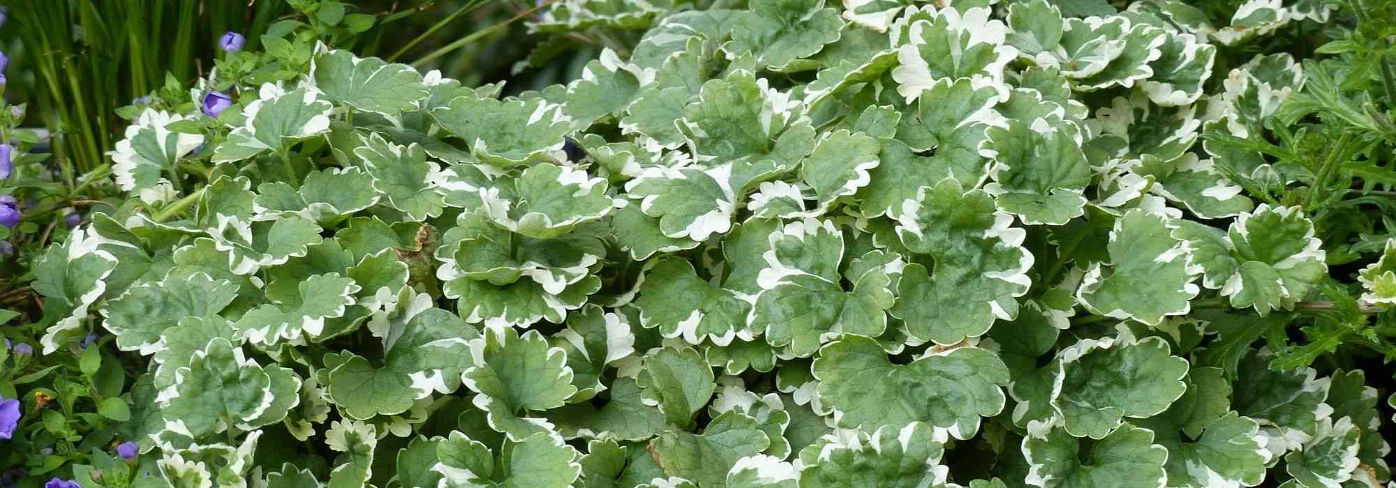 Glechoma hederacea, hera-terrestre: plantação, cuidados, propriedades
