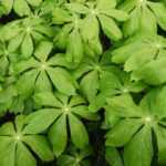Podophyllum: plantar, cultivar e cuidar