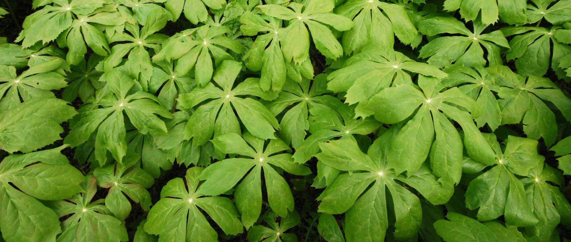 Podophyllum: plantar, cultivar e cuidar