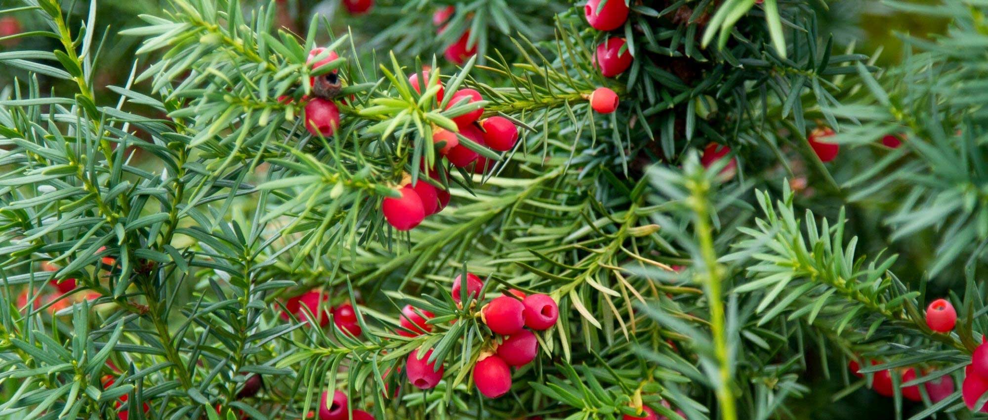 Teixo, Taxus baccata : plantar, cuidar