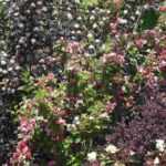 Fisocarpo: 5 ideias para o combinar no jardim