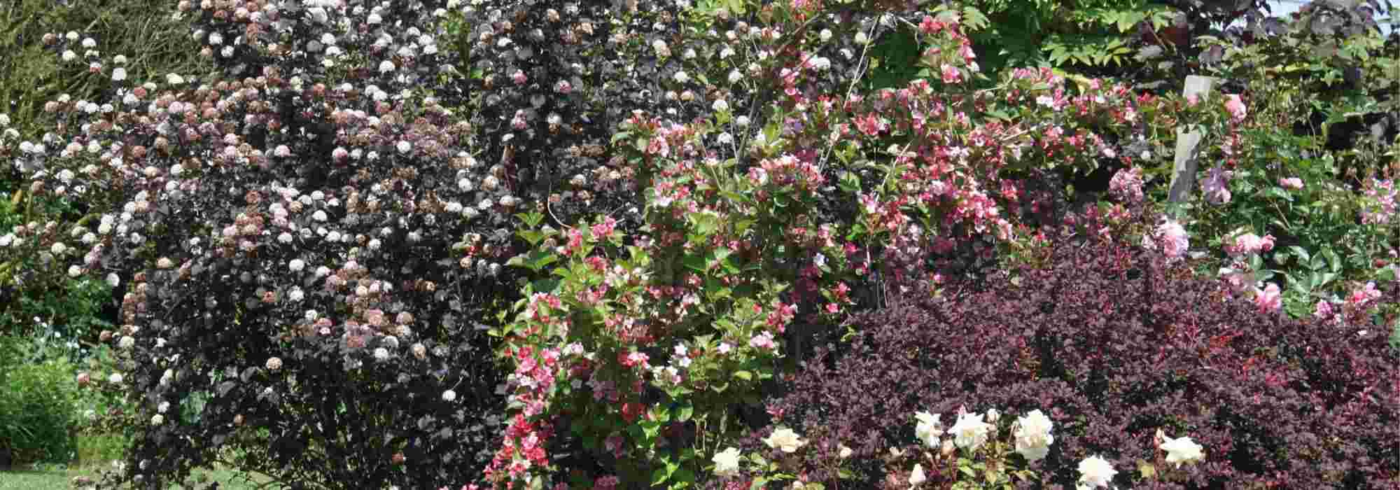 Fisocarpo: 5 ideias para o combinar no jardim