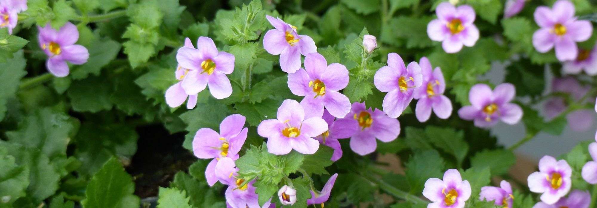 Bacopa: plantar, cultivar, cuidar