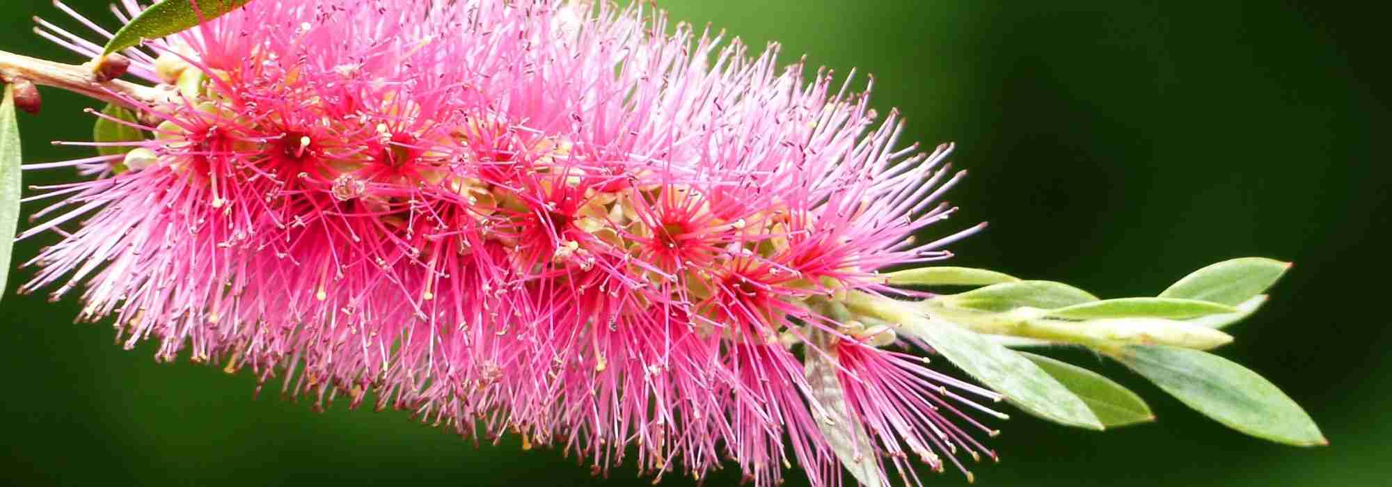 Callistemon, limpa-garrafas: como protegê-lo do frio no inverno?