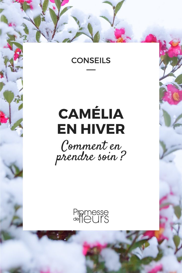 camélia no inverno: como cuidar bem dela