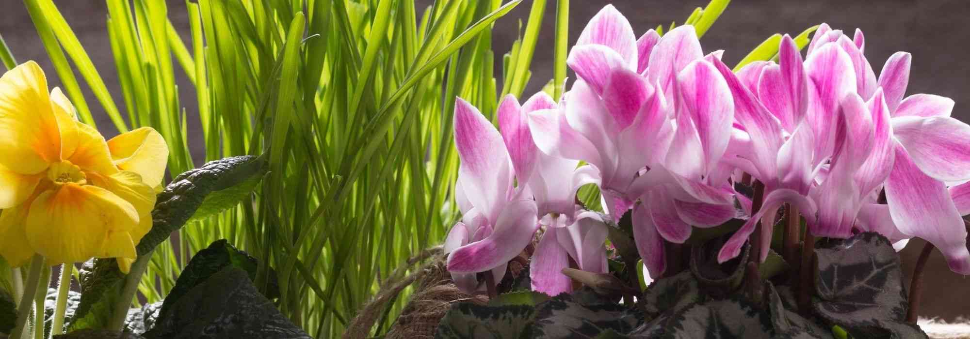 Compor uma floreira de primavera: 7 ideias
