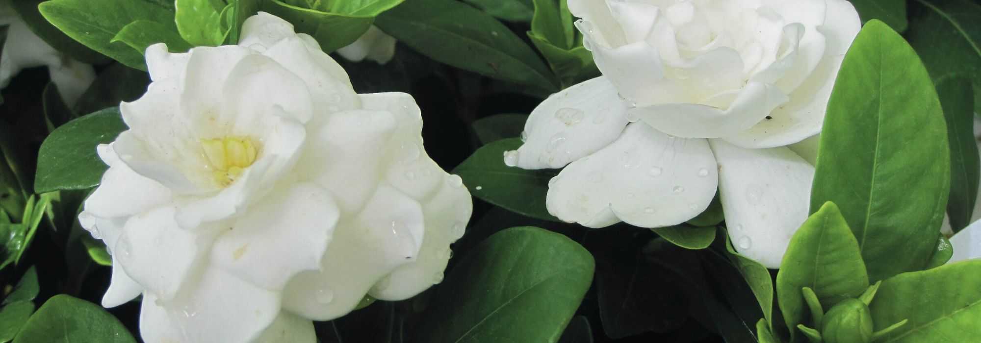 Gardénia: como protegê-lo do frio e inverná-lo?
