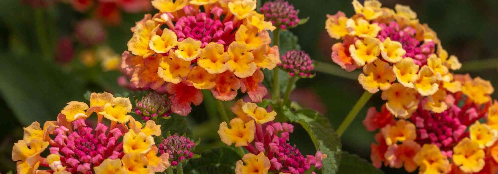 Lantana: como a invernar?