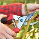 As principais ferramentas de corte manuais e a sua utilização no jardim