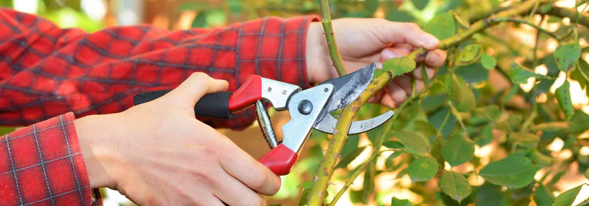 As principais ferramentas de corte manuais e a sua utilização no jardim