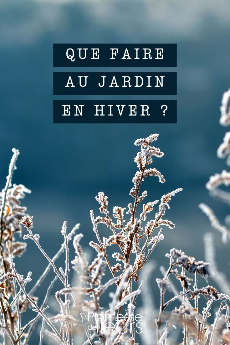 inverno: o que fazer no jardim?