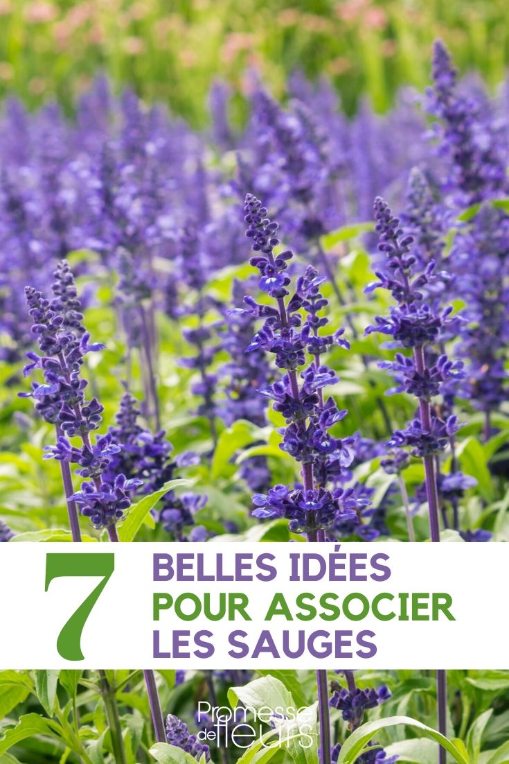 Sálvias: ideias para as combinar no jardim